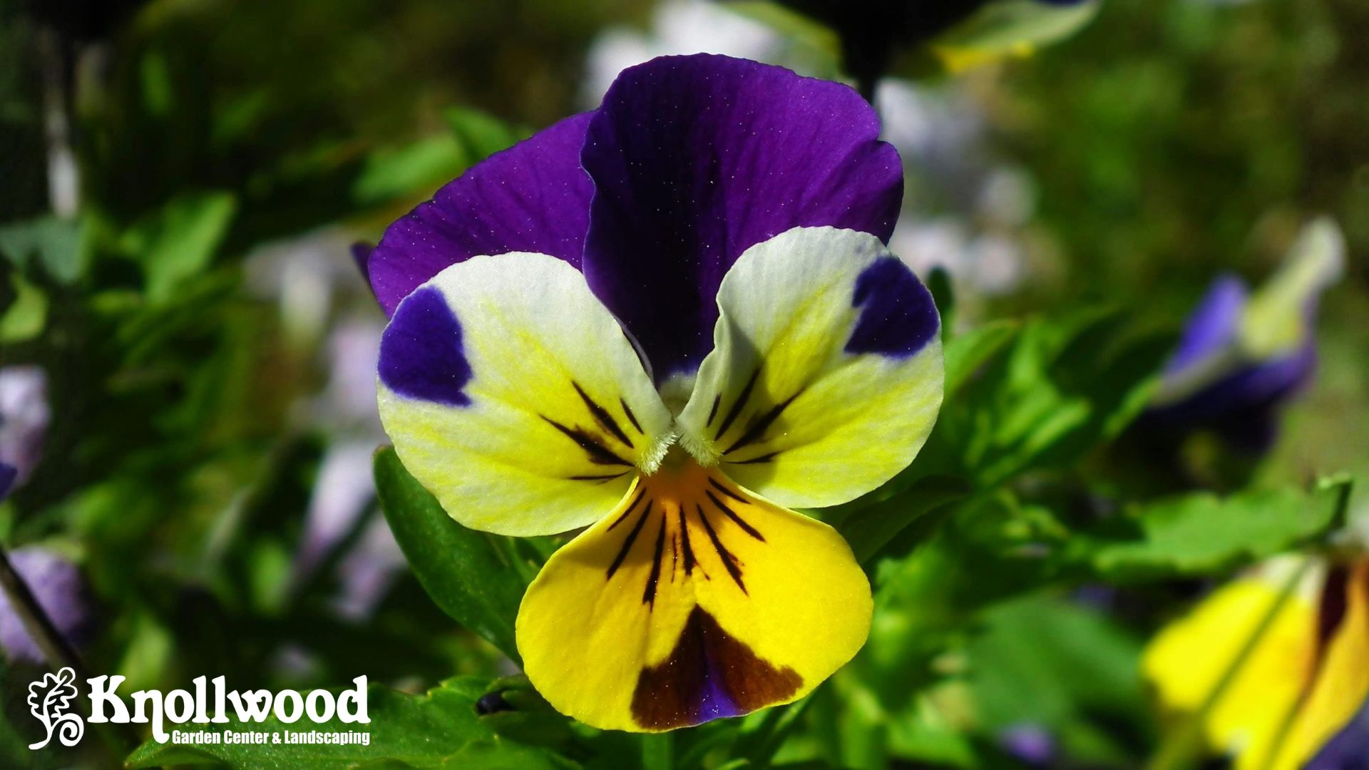 Seasonal Secrets: What You Can Plant in March (and What Needs to Wait) for Zone 6